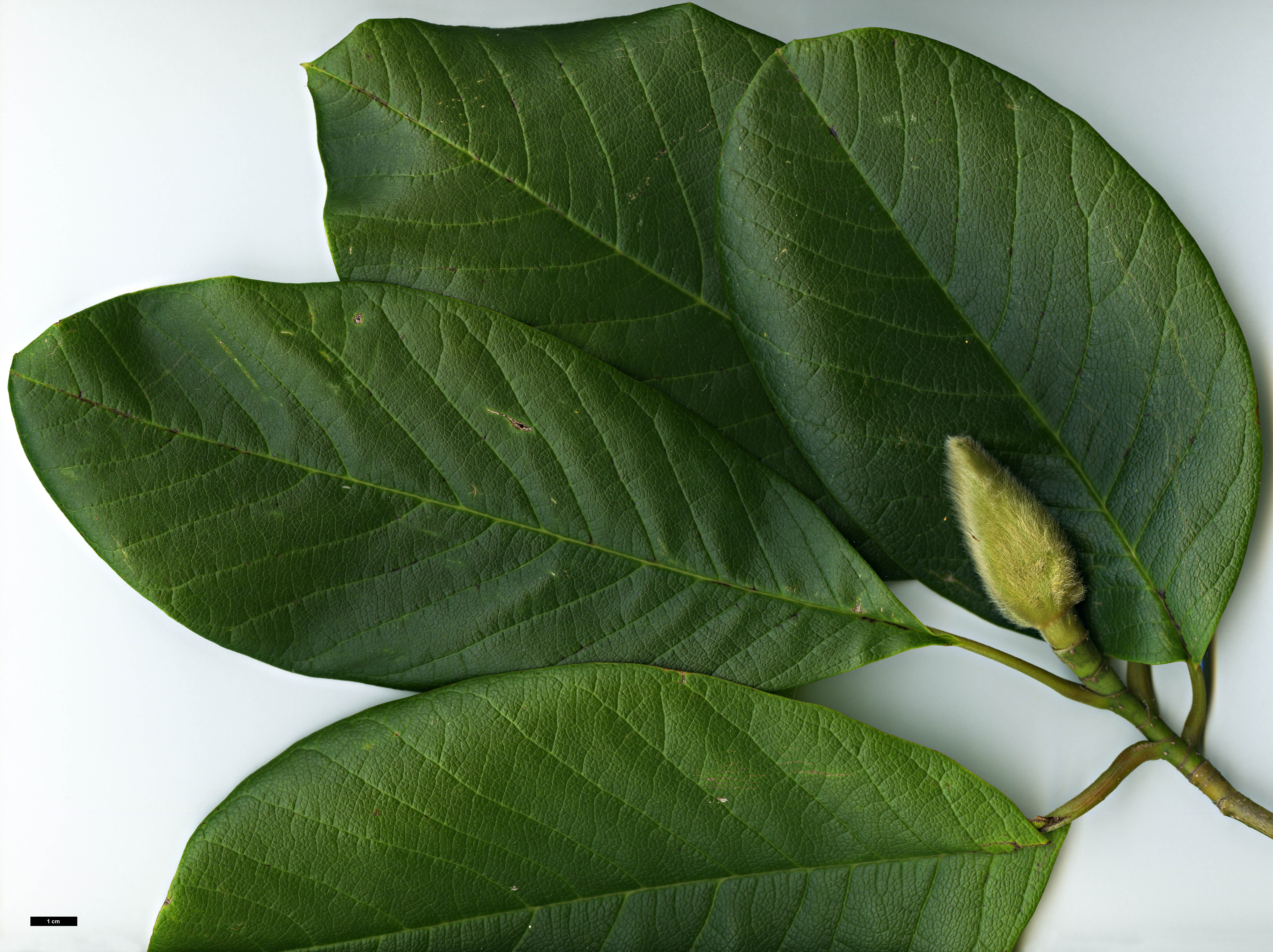 High resolution image: Family: Magnoliaceae - Genus: Magnolia - Taxon: sargentiana - SpeciesSub: var. robusta